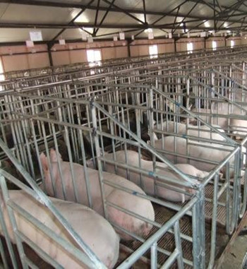 年存栏400头母猪养殖场建设项目可行性研究报告