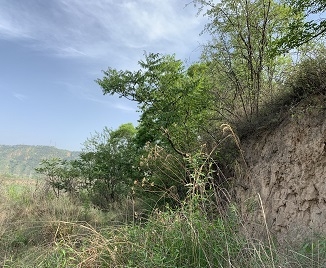 黄陵县输水工程项目临时占用林地可行性报告