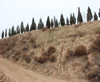 公墓占用林地可研报告勘察现场